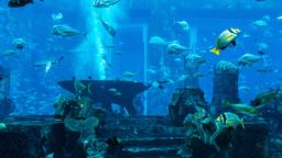 杜拜水族館與水底動物園附近的迪拜酒店