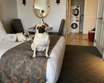 Bottlerock Deal - Vino Bello King Studio Suite - 纳帕 - 睡房