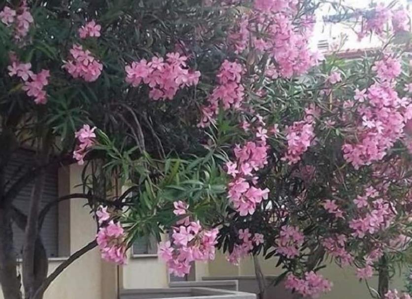 户外景观 照片