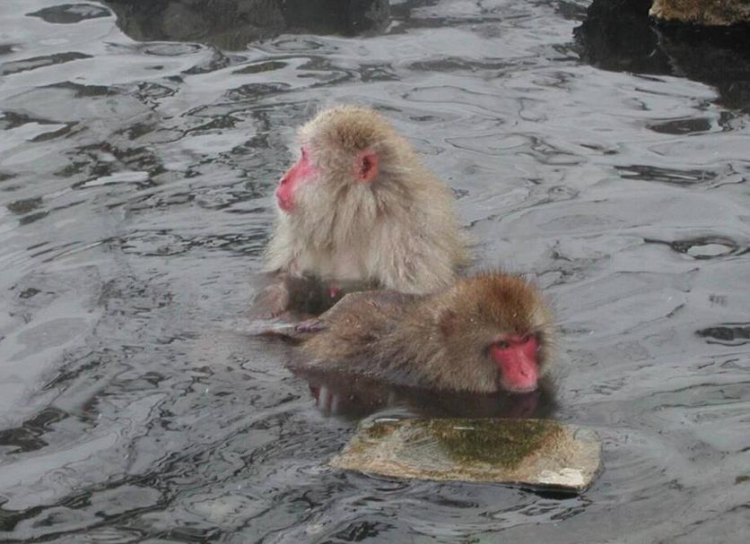 其他： 照片