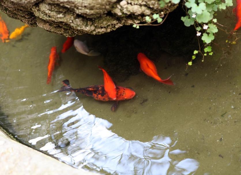 其他： 照片